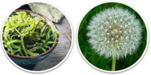 This image in Ikaria Lean Belly Juice Reviews is an image of fucoxanthin and dandelion.