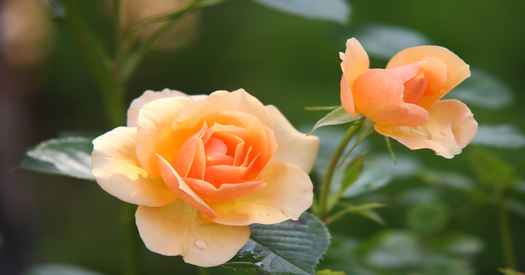 Weight loss. Rose flower.