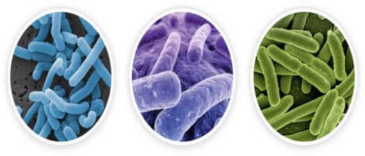 This ProDentim reviews image is the images of Lactobacillus Paracassi, Lactobacillus Reuteri, and B.lactis-BL. 