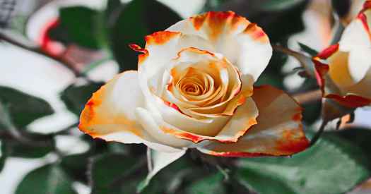 ProDentim reviews. Rose flower.