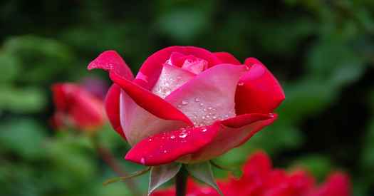 Weight loss. A rose flower.